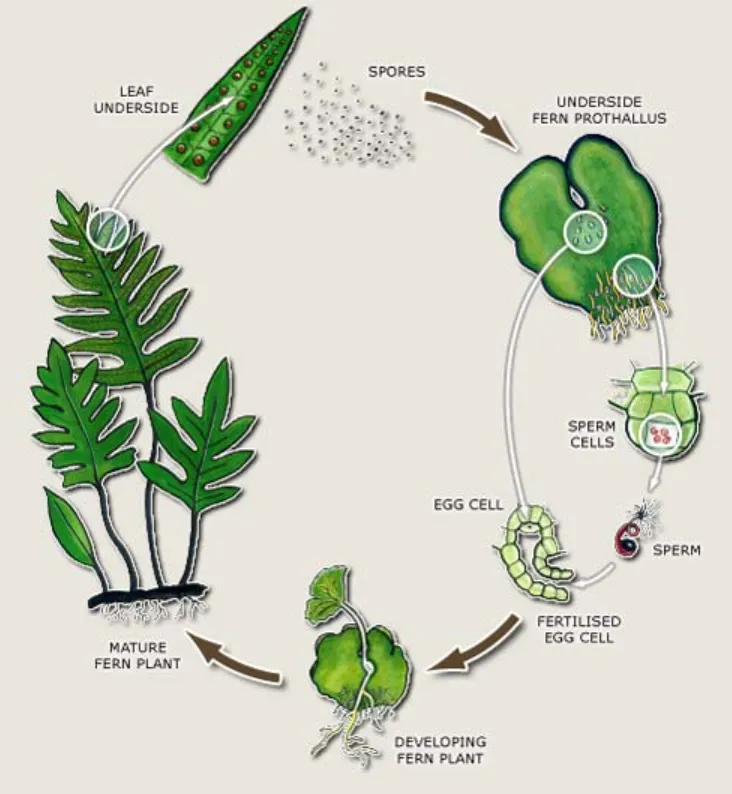 Life Cycle in Ferns Complete Guide to Growth, Reproduction, and Survival in Nature (2026 Edition)