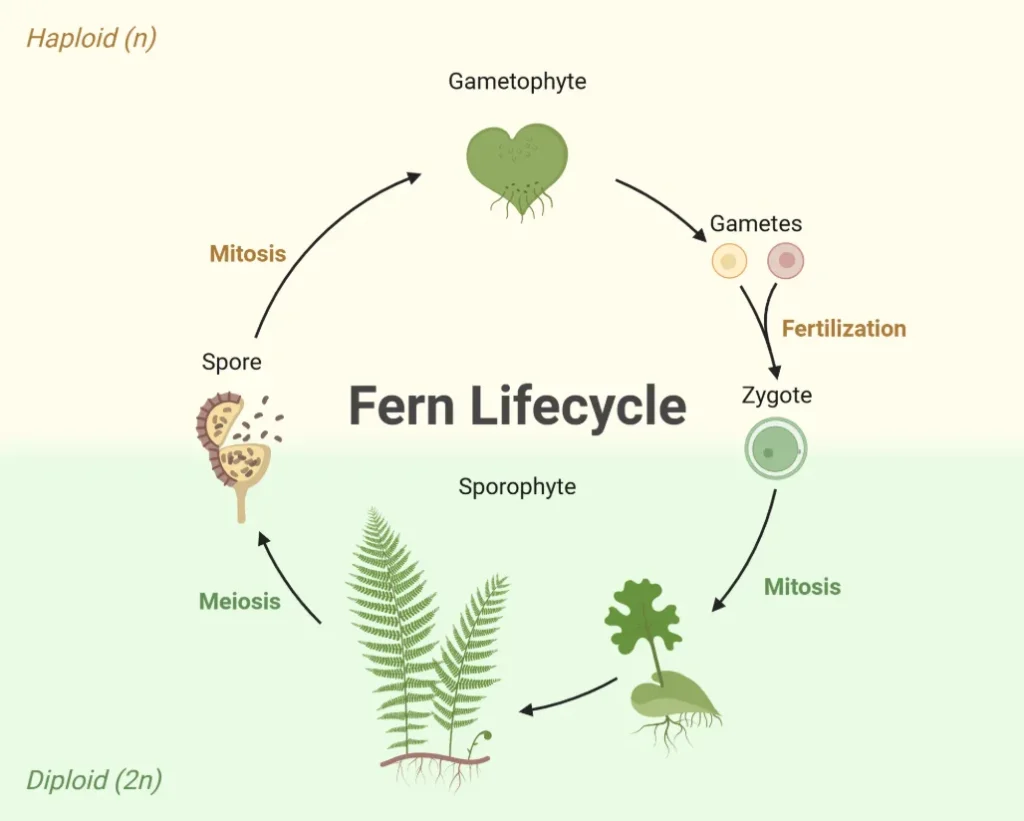 Life Cycle in Ferns Complete Guide to Growth, Reproduction, and Survival in Nature (2026 Edition)