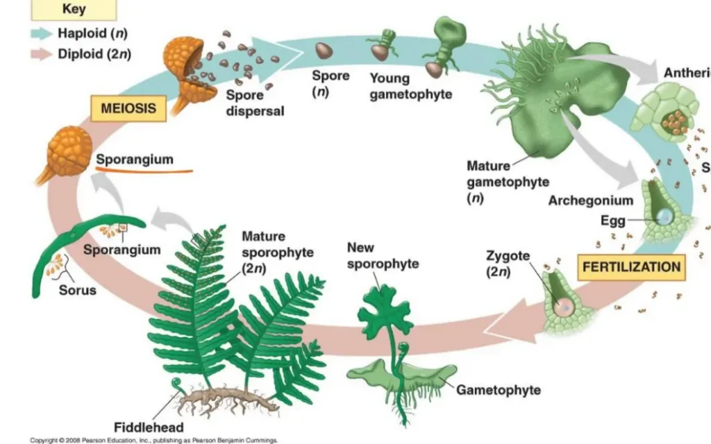 Life Cycle in Ferns Complete Guide to Growth, Reproduction, and Survival in Nature (2026 Edition)