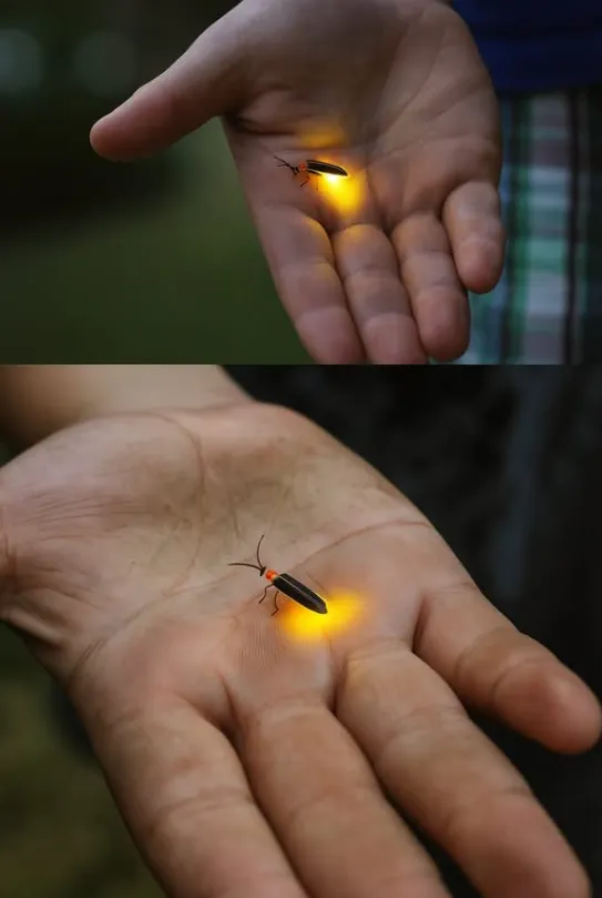 Life Cycle of Lightning Bug Fascinating Secrets of Fireflies You Need to Know (2026 Guide)