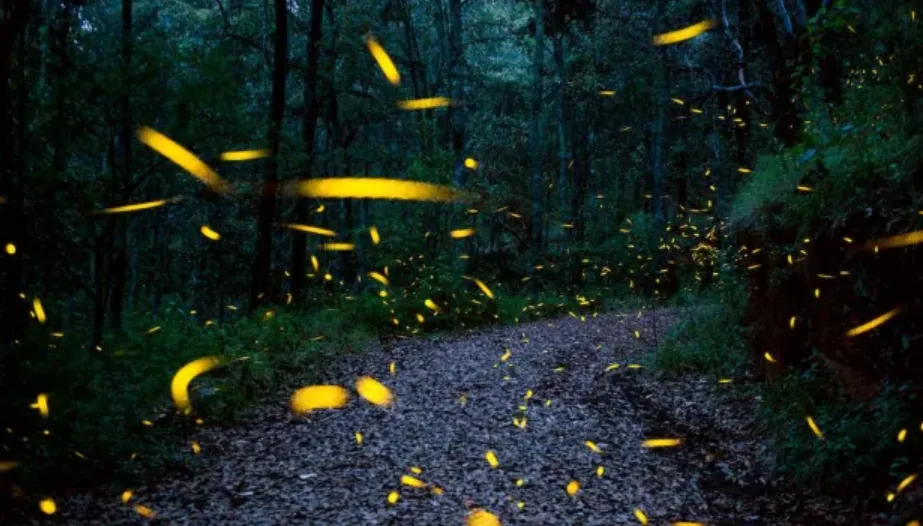 Life Cycle of Lightning Bug Fascinating Secrets of Fireflies You Need to Know (2026 Guide)