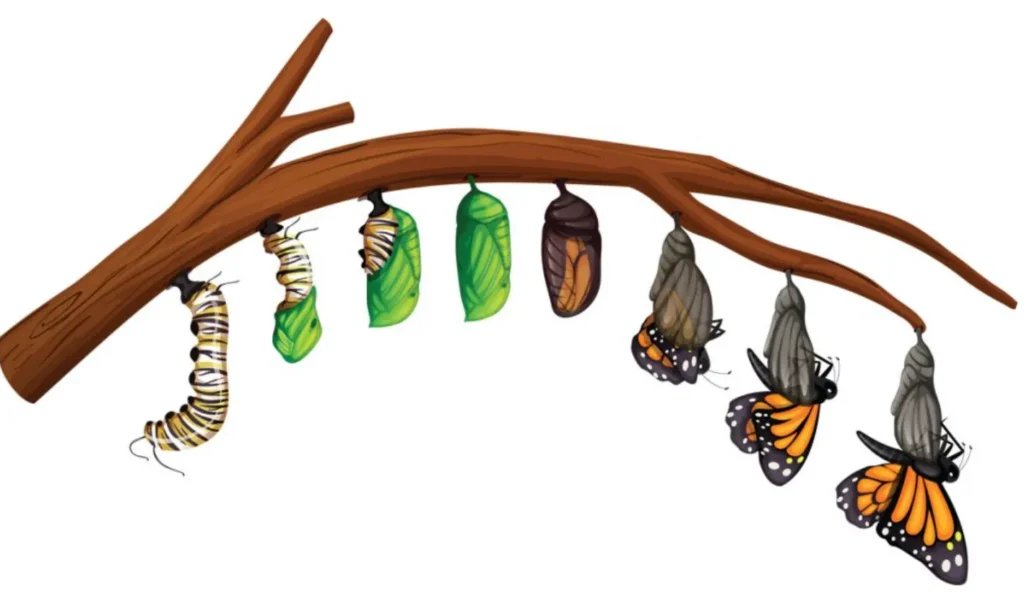 Life Cycle of a Butterfly for Kindergarten Simple Stages, Facts, and Why Butterflies Matter