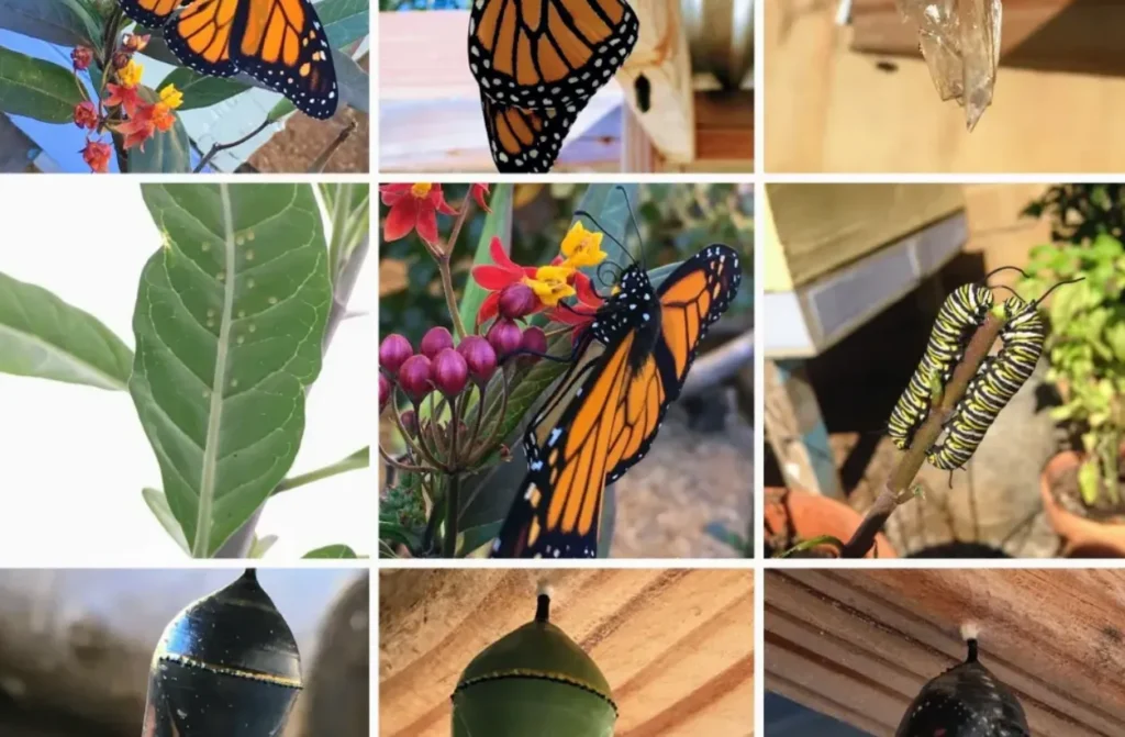 Life Cycle of a Butterfly for Kindergarten Simple Stages, Facts, and Why Butterflies Matter