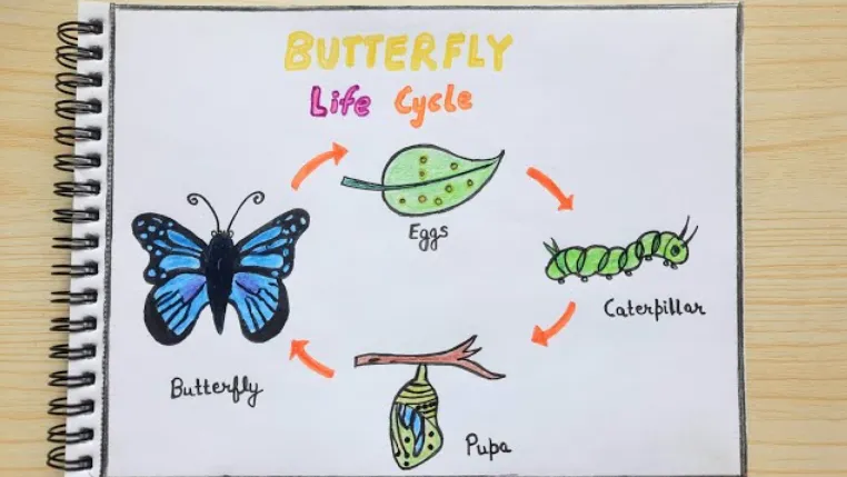 Life Cycle of a Butterfly for Kindergarten Simple Stages, Facts, and Why Butterflies Matter