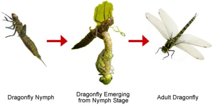 Life Cycle of a Dragonfly Stages, Survival Secrets & Ecological Importance