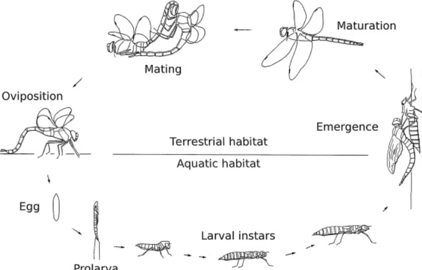 Life Cycle of a Dragonfly Stages, Survival Secrets & Ecological Importance