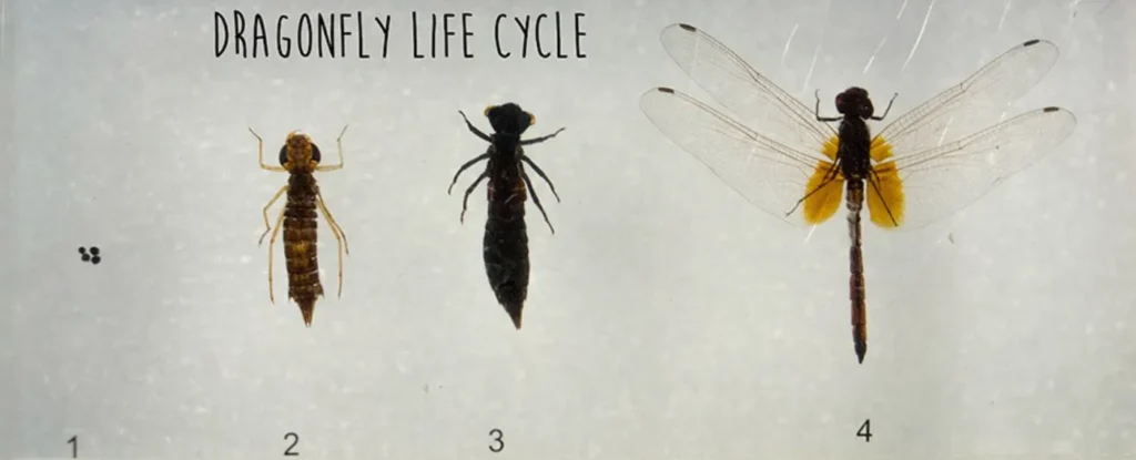 Life Cycle of a Dragonfly Stages, Survival Secrets & Ecological Importance