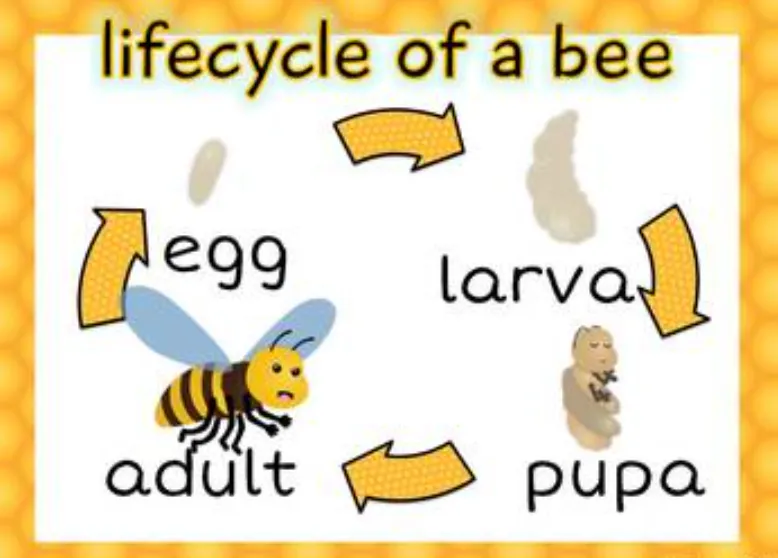 Life Cycle of a Honey Bee Complete Guide to Growth, Survival & Importance in Nature