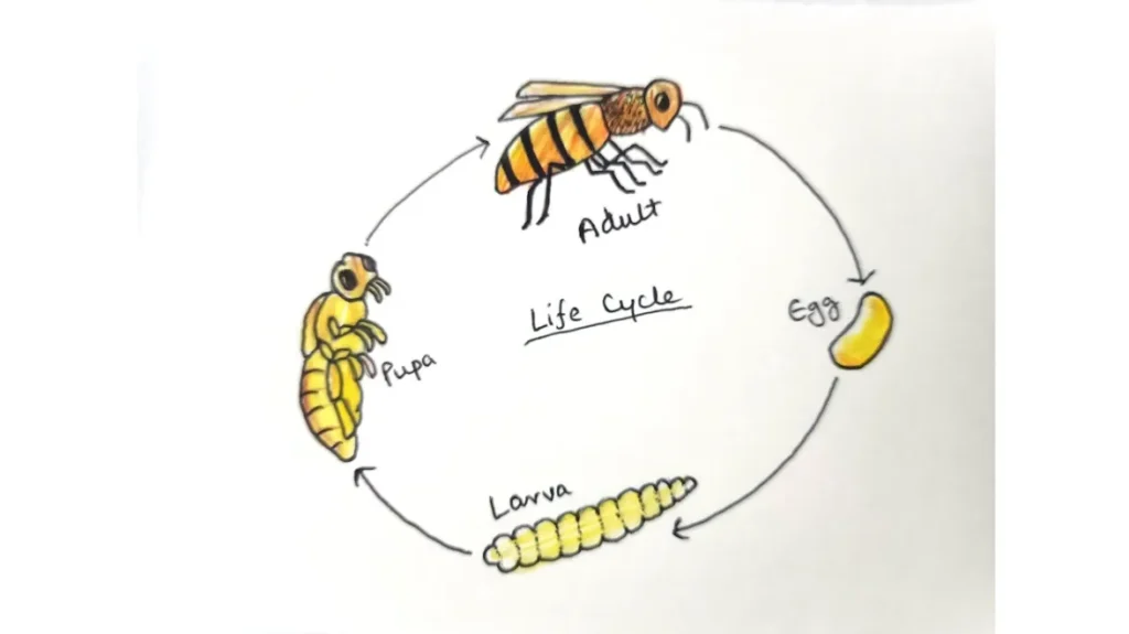 Life Cycle of a Honey Bee Complete Guide to Growth, Survival & Importance in Nature
