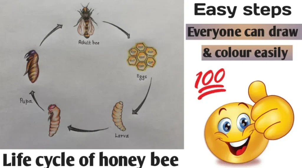 Life Cycle of a Honey Bee Complete Guide to Growth, Survival & Importance in Nature
