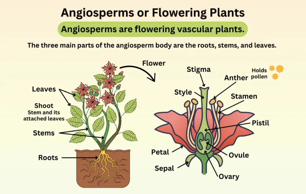 Life Cycle of an Angiosperm Complete Guide to Flowering Plant Growth, Evolution, and Survival (2026)