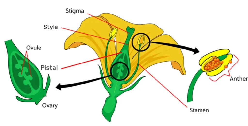 Life Cycle of an Angiosperm Complete Guide to Flowering Plant Growth, Evolution, and Survival (2026)