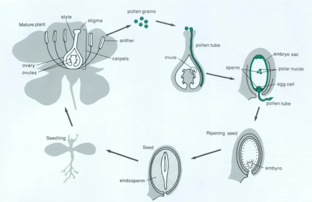 Life Cycle of an Angiosperm Complete Guide to Flowering Plant Growth, Evolution, and Survival (2026)