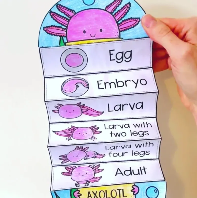 Life Cycle of an Axolotl Evolution, Reproduction, and Survival Explained (2026 Guide)