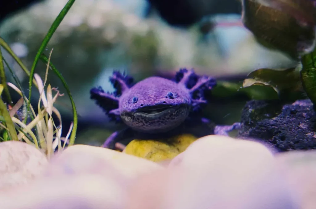Life Cycle of an Axolotl Evolution, Reproduction, and Survival Explained (2026 Guide)