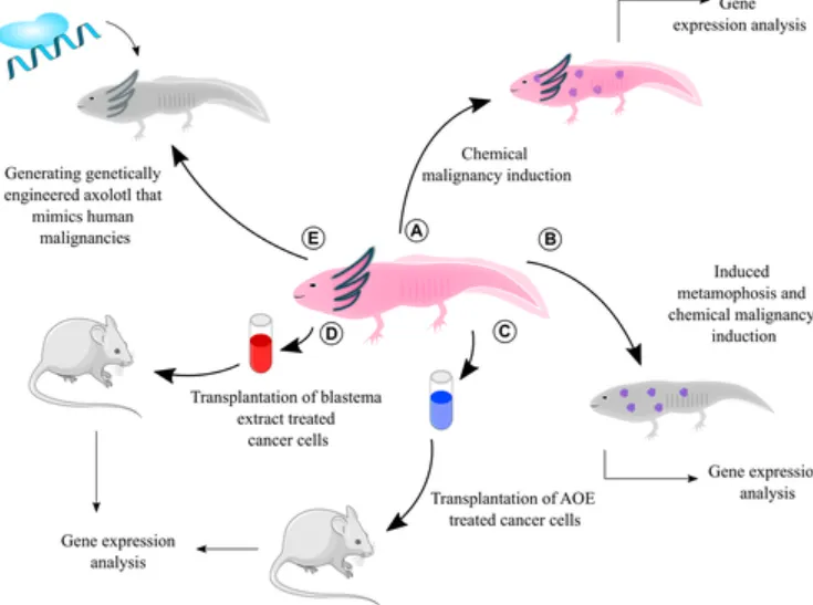 Life Cycle of an Axolotl Evolution, Reproduction, and Survival Explained (2026 Guide)