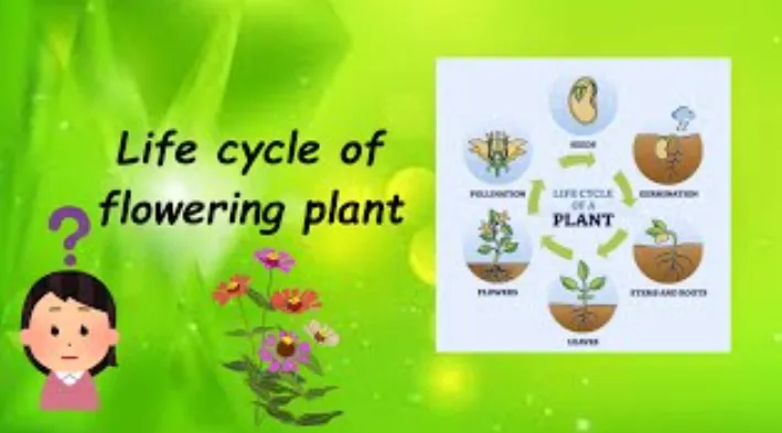 The Complete Life Cycle of a Flower Stages, Growth, and Survival Explained