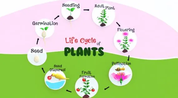 The Complete Life Cycle of a Flower Stages, Growth, and Survival Explained