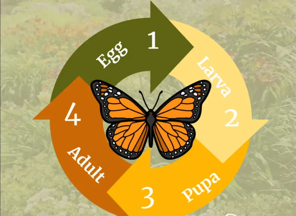 Butterfly Life Cycle