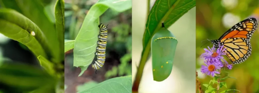 Butterfly Life Cycle