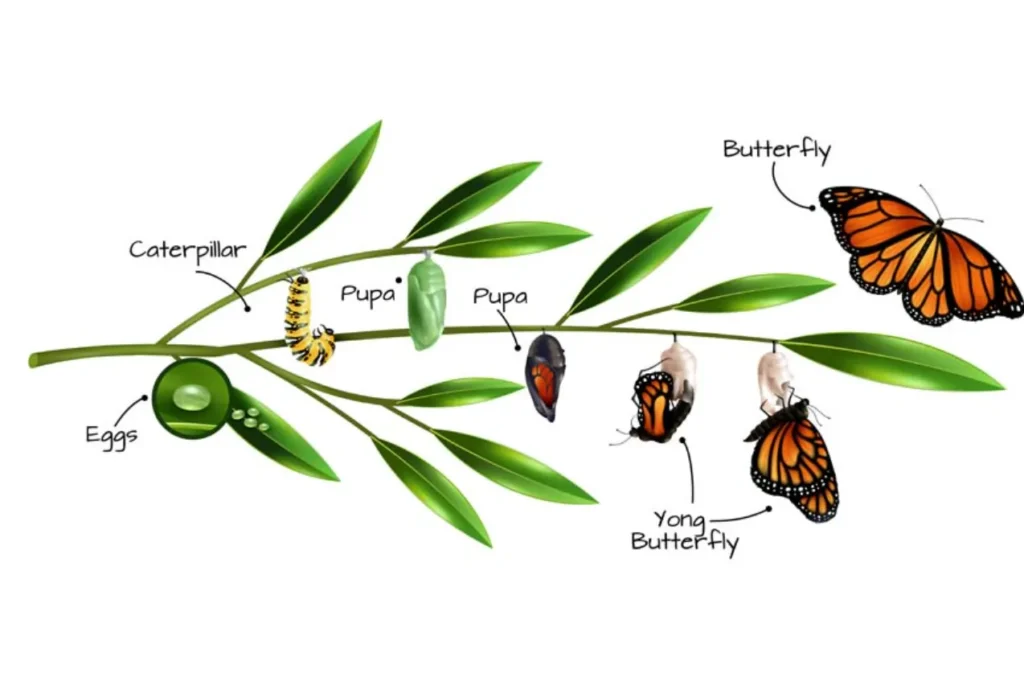 Butterfly Life Cycle