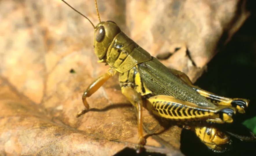 Grasshopper Insect Life Cycle
