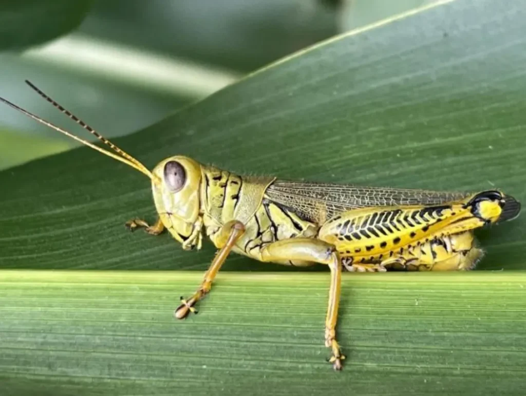 Grasshopper Insect Life Cycle