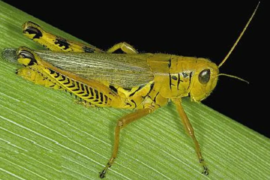 Grasshopper Insect Life Cycle