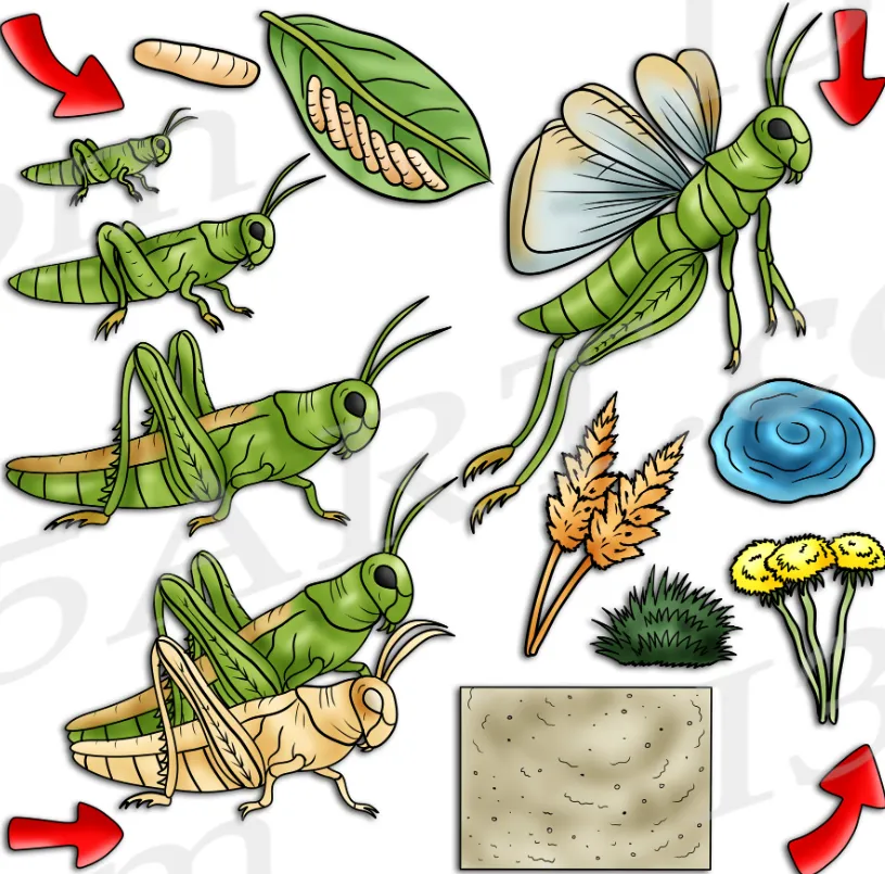 Life Cycle of Cricket Insect Complete Guide to Growth, Survival, and Ecological Role