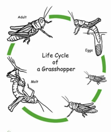 Life Cycle of Cricket Insect Complete Guide to Growth, Survival, and Ecological Role