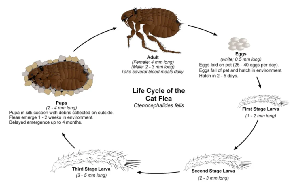 Life Cycle of Fleas Complete Guide to Flea Development, Survival & Control