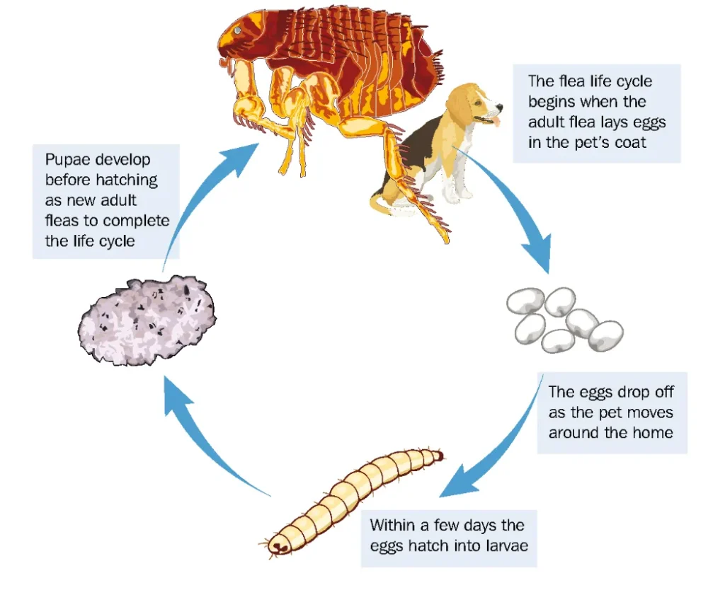 Life Cycle of Fleas Complete Guide to Flea Development, Survival & Control