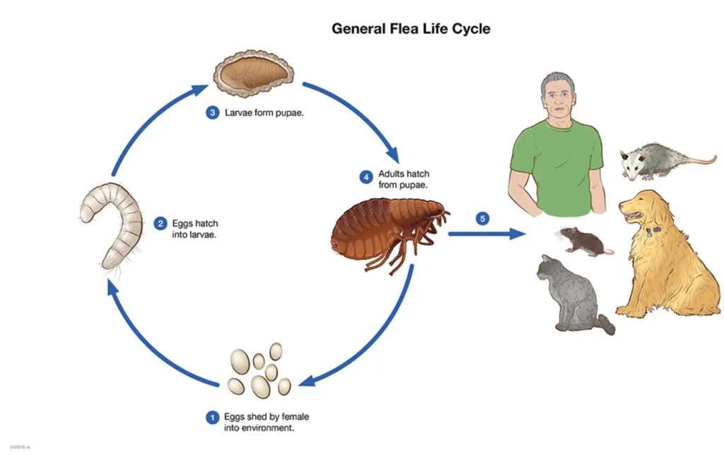 Life Cycle of Fleas Complete Guide to Flea Development, Survival & Control