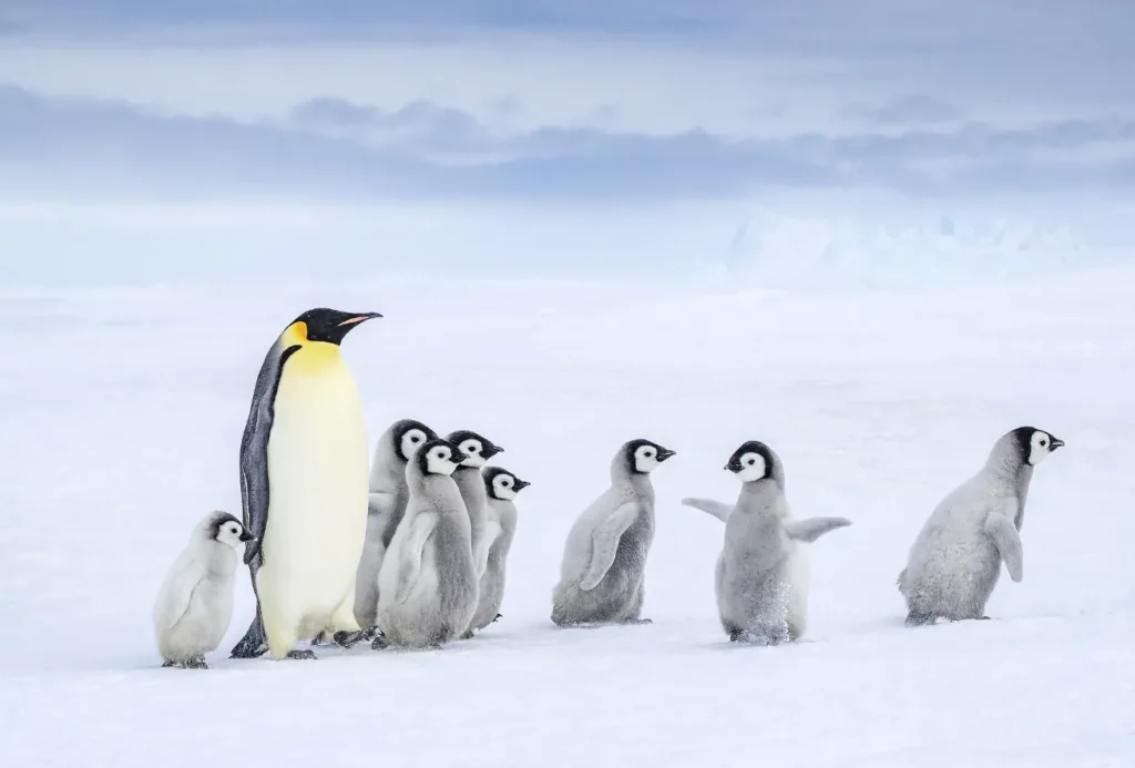 Life Cycle of Penguins
