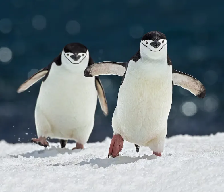 Life Cycle of Penguins