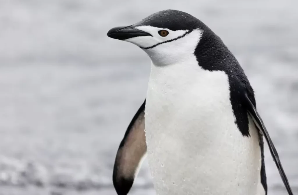 Life Cycle of Penguins