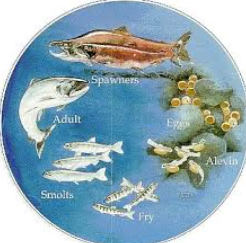 Life Cycle of Salmon
