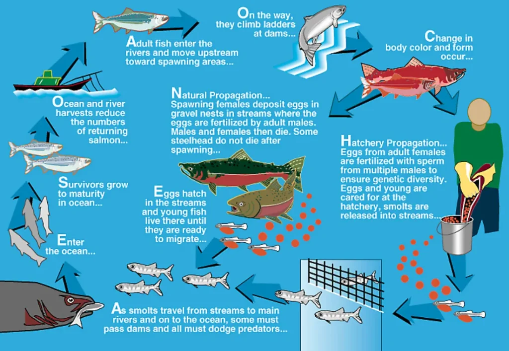 Life Cycle of Salmon