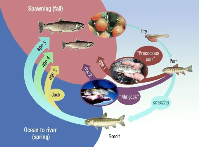 Life Cycle of Salmon