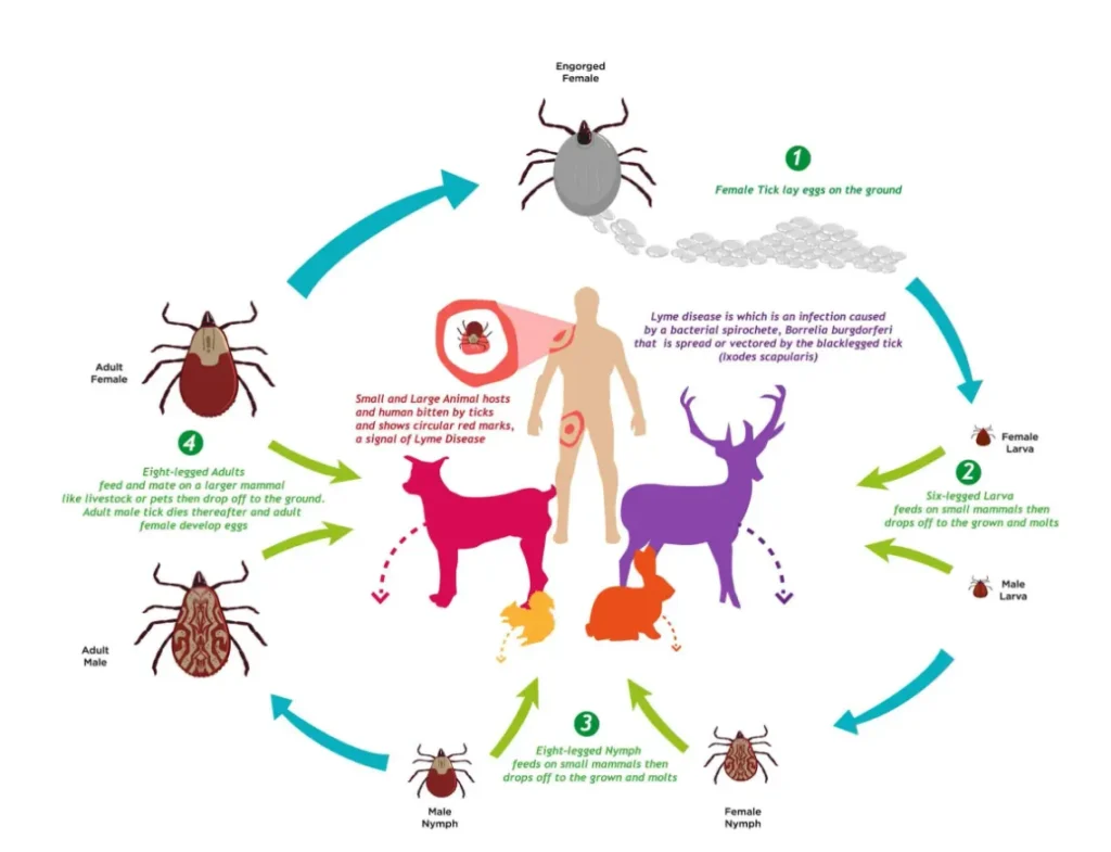 Life Cycle of Ticks