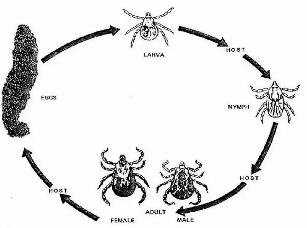 Life Cycle of Ticks