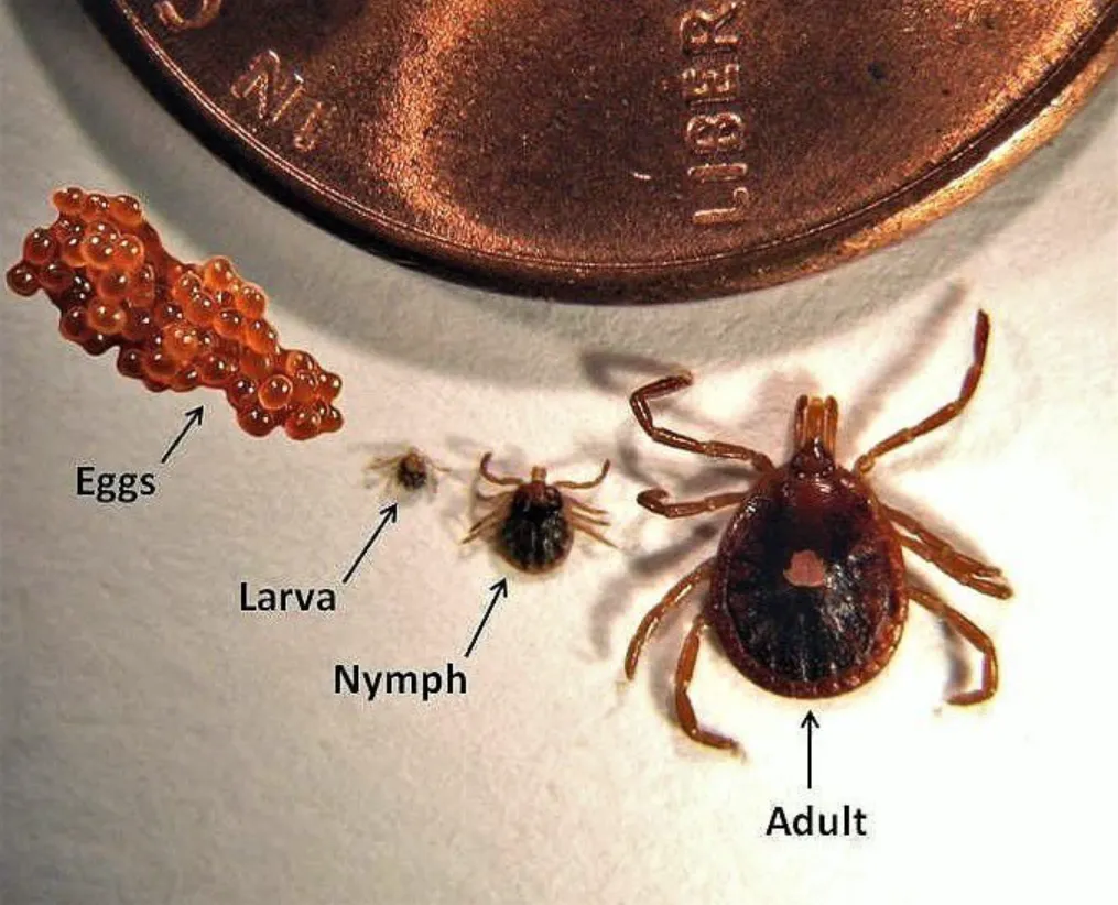 Life Cycle of Ticks