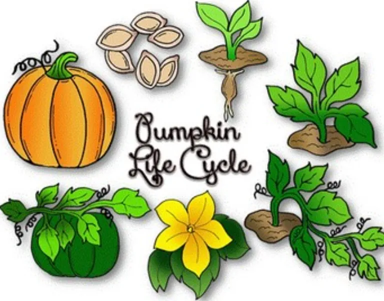 Life Cycle of a Pumpkin