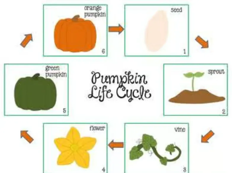 Life Cycle of a Pumpkin