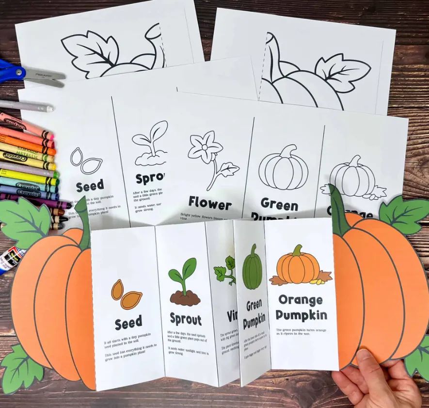 Life Cycle of a Pumpkin