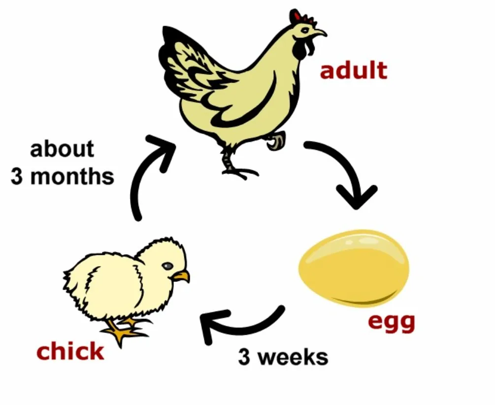 Life Cycle of the Chicken