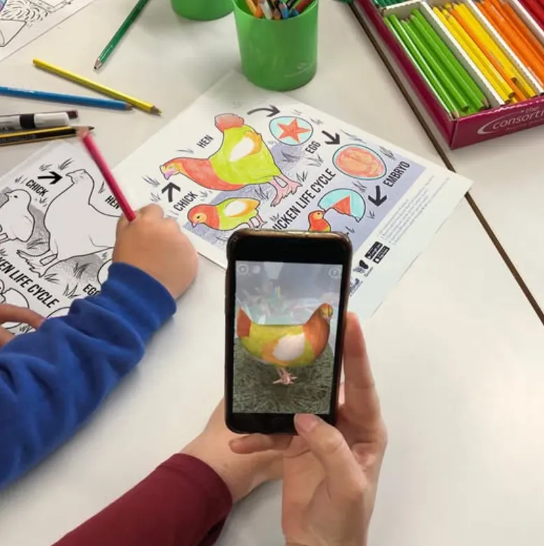 Life Cycle of the Chicken