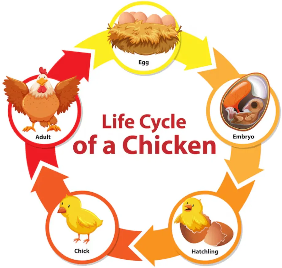 Life Cycle of the Chicken