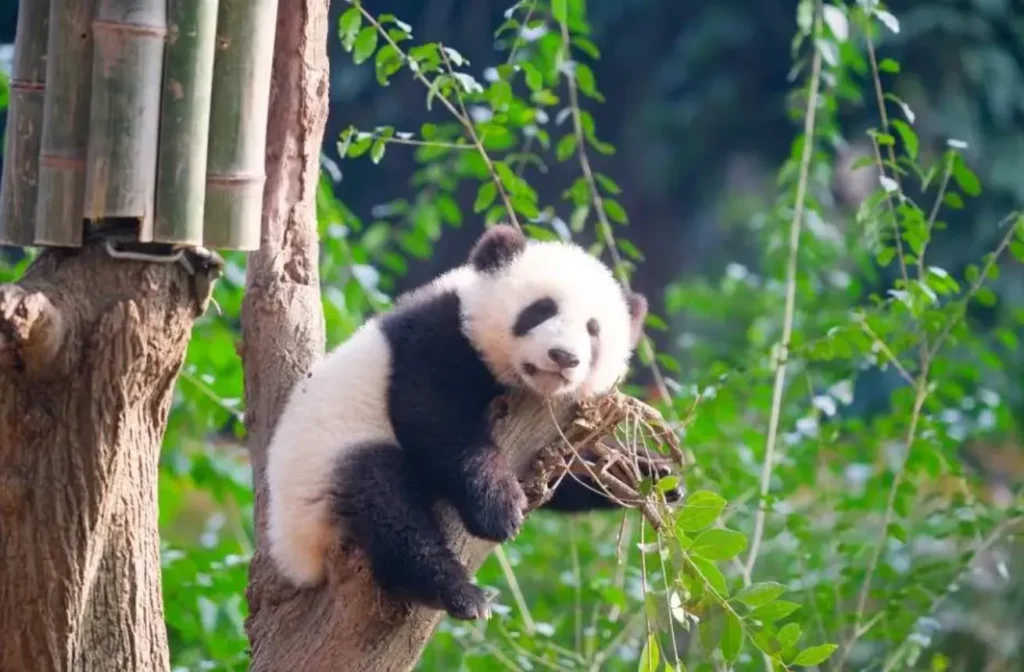 Life Cycle of the Panda