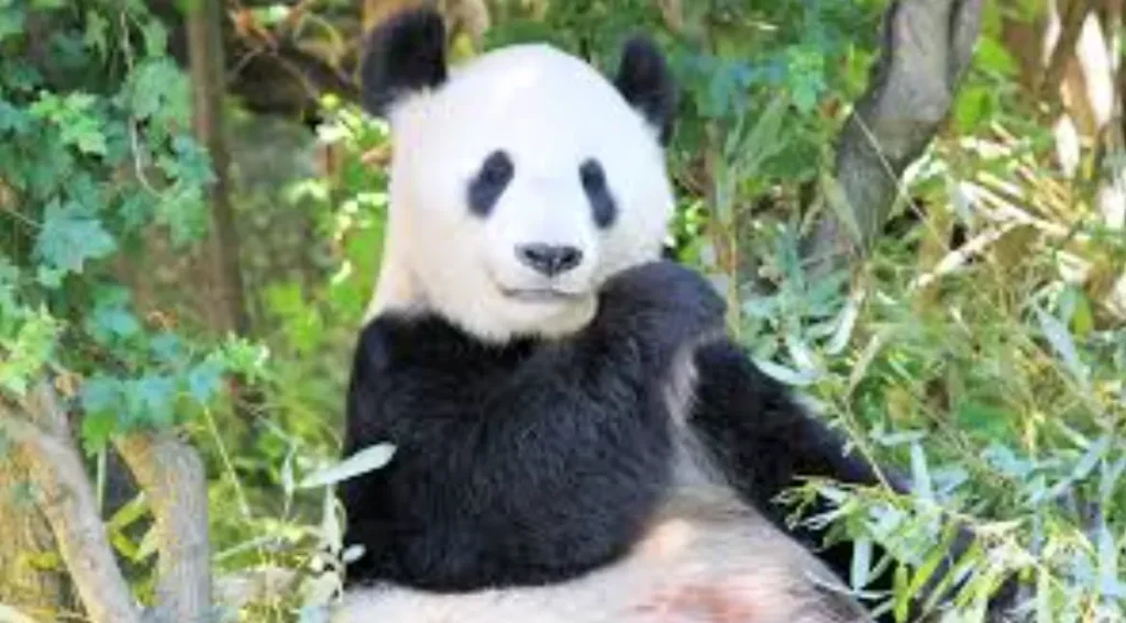 Life Cycle of the Panda